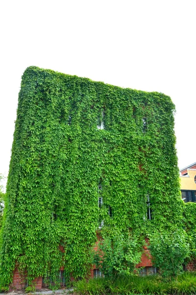 Casa urbana com paredes verdes — Fotografia de Stock