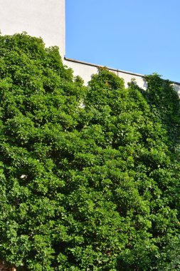 Yeşil duvarlı Urban House