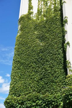 Dikey bahçe gibi doğal yeşil bitkiler ile kaplı duvarlar ile ev