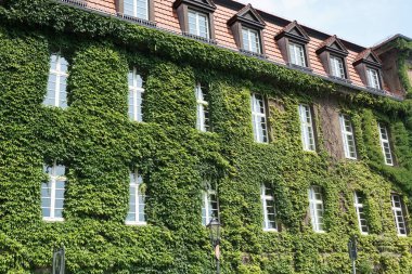 Dikey bahçe gibi doğal yeşil bitkiler ile kaplı duvarlar ile ev