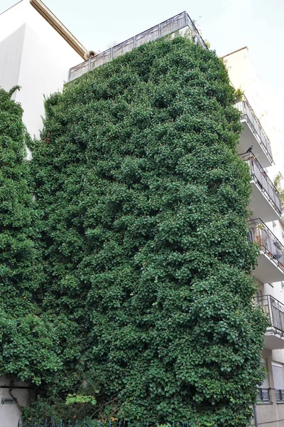 House Walls Covered Natural Green Plants Vertical Garden — Stock Photo, Image