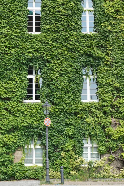 Hus Med Väggar Täckta Med Naturliga Gröna Växter Som Vertikal — Stockfoto