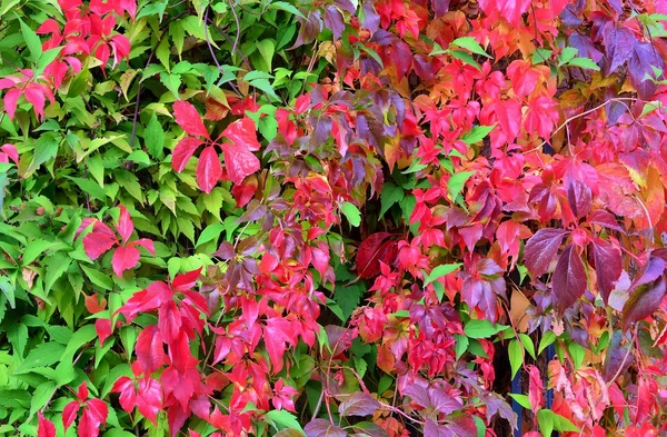 Herbstblätter — Stockfoto