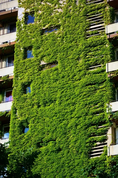 Casa con paredes verdes — Foto de Stock