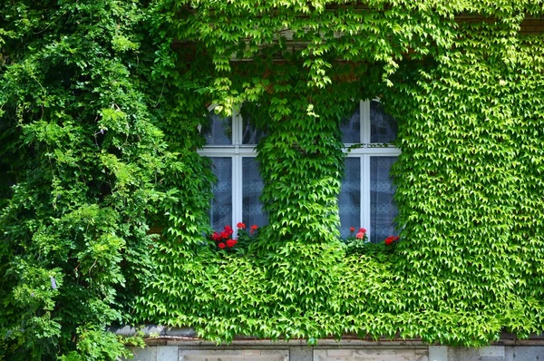 Dom ze ścianami, zielony — Zdjęcie stockowe