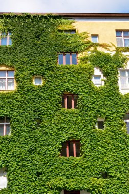 Yeşil duvarlı Urban House