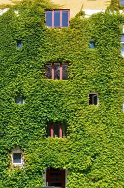 Yeşil duvarlı Urban House