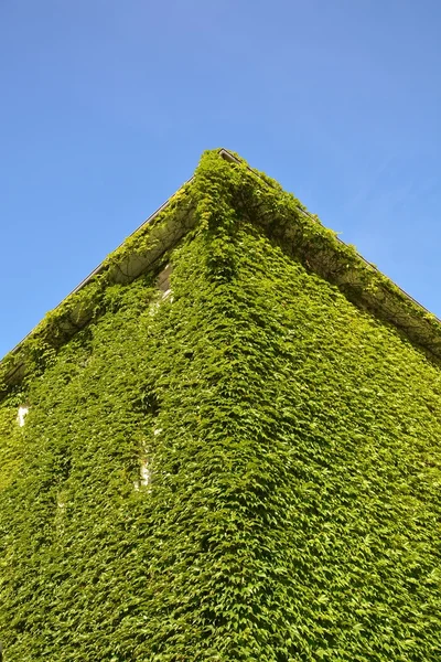 Casa urbana con paredes verdes — Foto de Stock