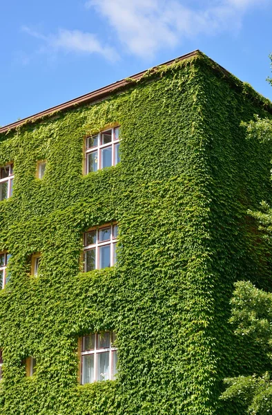 Casa urbana con pareti verdi — Foto Stock