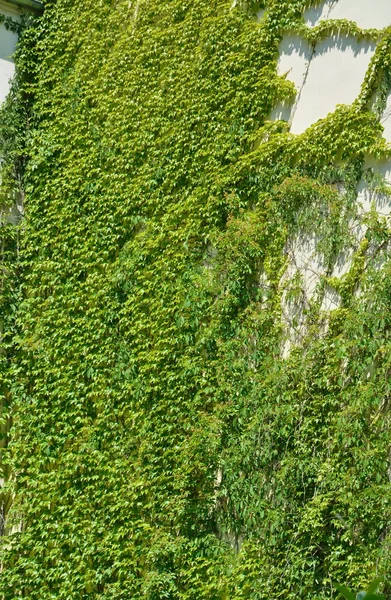 Casa urbana con paredes verdes — Foto de Stock
