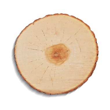 Beyaz arkaplanda ağaç kütüğü izole edildi