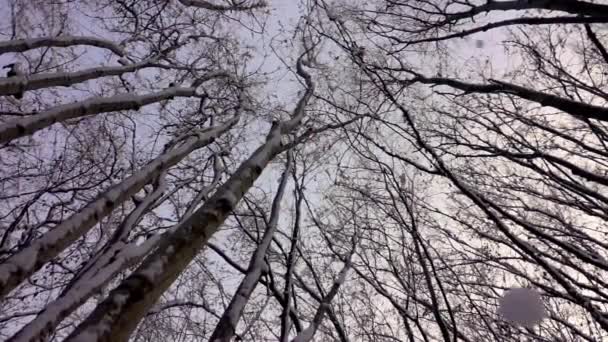 Guardando Neve Tra Gli Alberi Cielo Blu Neve Caduta Rallentatore — Video Stock