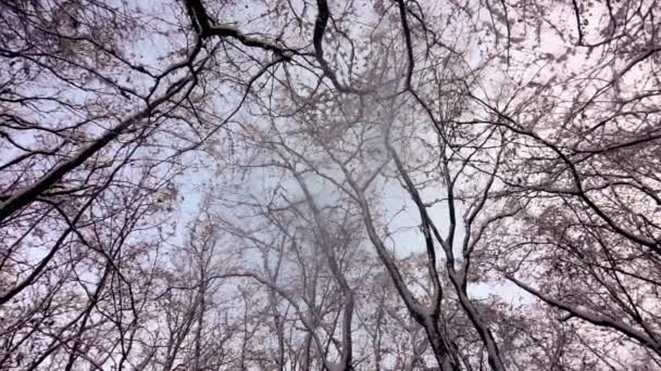 Guardando Neve Tra Gli Alberi Cielo Blu Neve Caduta Rallentatore — Video Stock