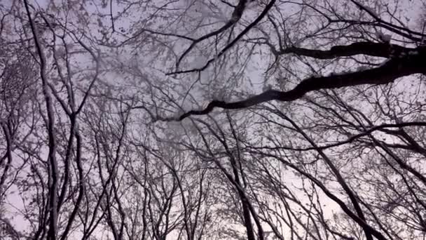 Kijkend Naar Sneeuw Bomen Blauwe Lucht Vallende Sneeuw Langzame Beweging — Stockvideo