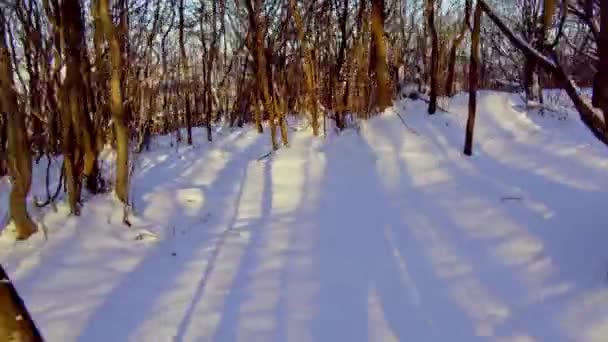 Schaduw Van Een Man Sneeuw Het Winterbos Bij Zonsondergang — Stockvideo