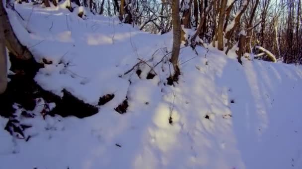 Egy Férfi Árnyéka Hóban Téli Erdőben Naplementekor — Stock videók