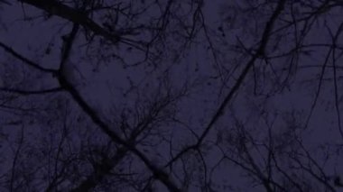 perspektif gölgesi gece karla kaplanmış ağaçların arkaplanda yıldızlı gökyüzü