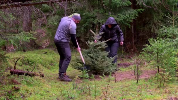 クリスマスツリーを植える人々は 休日の後 森の中で — ストック動画