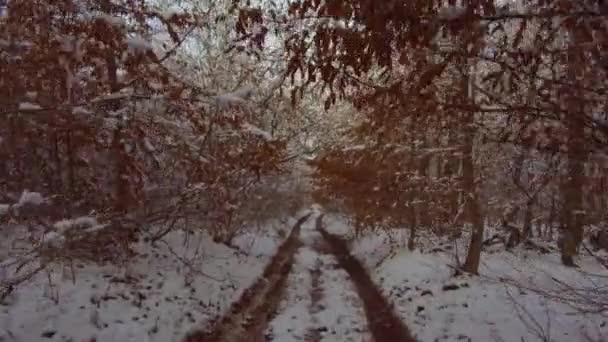 Trail Het Besneeuwde Mistige Winterbos Zonsondergang Door Mist Natuur — Stockvideo