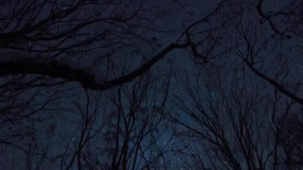 Perspektivische Silhouette Von Bäumen Mit Schnee Bedeckt Der Nacht Mit — Stockvideo
