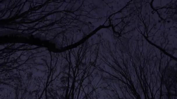Silhueta Perspectiva Árvores Cobertas Neve Noite Com Céu Estrelado Fundo — Vídeo de Stock