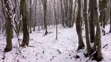 Karlı sisli kış ormanlarında yol. Doğa