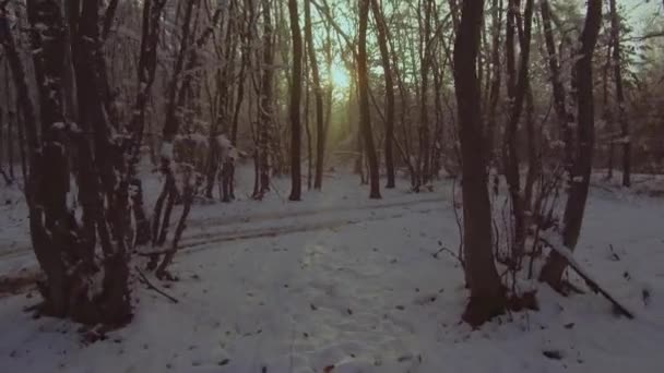 Zonnige Winterdag Besneeuwd Bos Bomen Bedekt Met Sneeuw Blauwe Lucht — Stockvideo