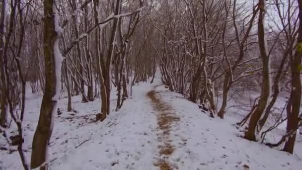 Zonnige Winterdag Besneeuwd Bos Bomen Bedekt Met Sneeuw Blauwe Lucht — Stockvideo