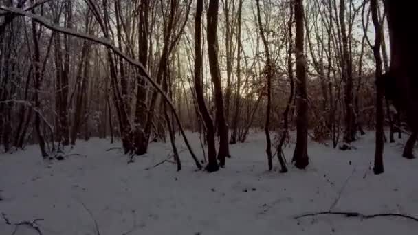 Napos Téli Nap Havas Erdőben Hófákkal Borított Fák Kék Ágain — Stock videók
