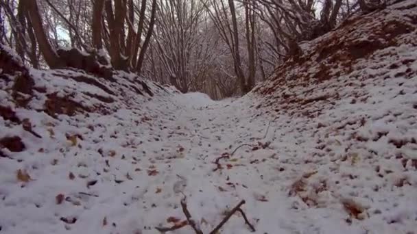 Słoneczny Zimowy Dzień Śnieżnym Lesie Drzewa Pokryte Śniegiem Błękitnym Niebem — Wideo stockowe