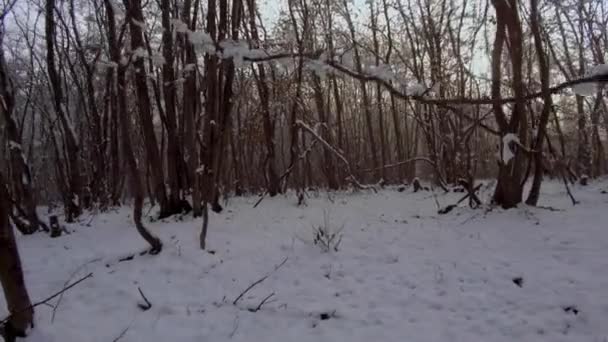 Día Invierno Soleado Bosque Nevado Árboles Cubiertos Nieve Cielo Azul — Vídeos de Stock