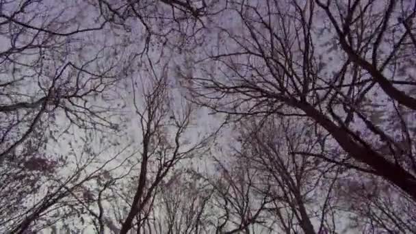 Perspectief Silhouet Van Bomen Bedekt Met Sneeuw Met Blauwe Lucht — Stockvideo