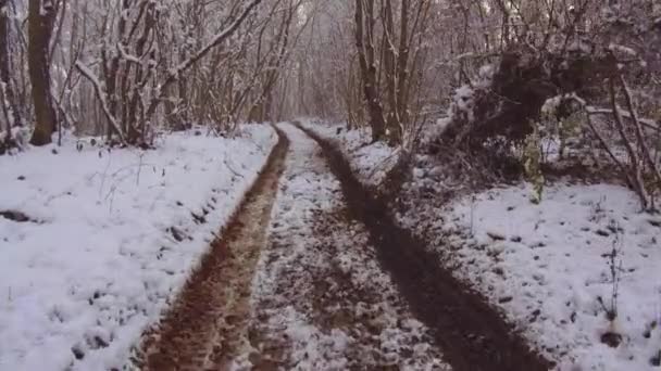 Sendero Nevado Bosque Invierno Brumoso Puesta Sol Través Niebla Naturaleza — Vídeos de Stock