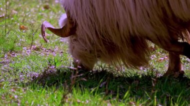 Baharda yeşil çayırlarda otlayan koyun sürüsü