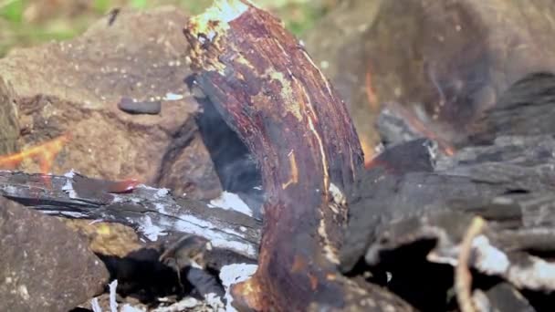 Chama Brilhante Queimaduras Fogo Uma Lareira Tarde Primavera — Vídeo de Stock