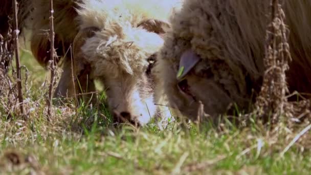 Stado Owiec Wypasanych Zielonym Pastwisku Wiosną — Wideo stockowe