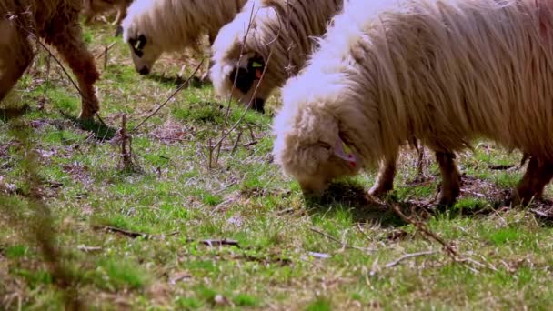Flock Får Betar Grön Betesmark Våren — Stockvideo