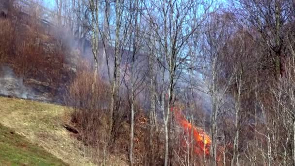 山林里有烟有火 自然灾害 — 图库视频影像