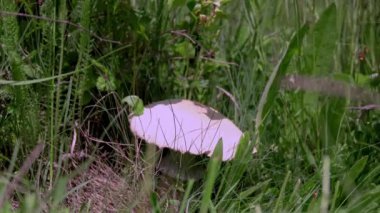 woman's hand picking mushrooms in spring field with tall grass. Agaricus arvensis