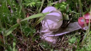 woman's hand picking mushrooms in spring field with tall grass. Agaricus arvensis