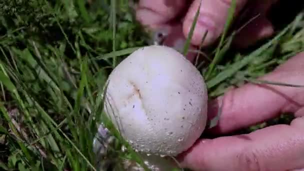 Woman Hand Picking Mushrooms Spring Field Tall Grass Agaricus Arvensis — Αρχείο Βίντεο