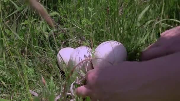 Женская Рука Собирает Грибы Весеннем Поле Высокой Травой Agaricus Arvensis — стоковое видео