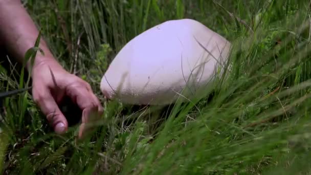 Woman Hand Picking Mushrooms Spring Field Tall Grass Agaricus Arvensis — Vídeos de Stock