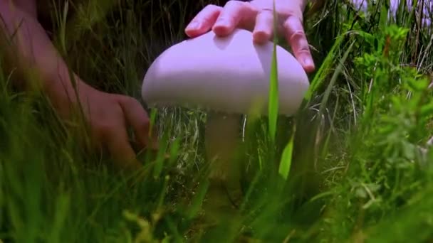 Woman Hand Picking Mushrooms Spring Field Tall Grass Agaricus Arvensis — Vídeos de Stock