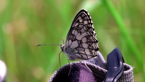 Nahaufnahme Eines Schmetterlings Auf Einem Touristenrucksack Dieser Grünen Sommerwiese — Stockvideo