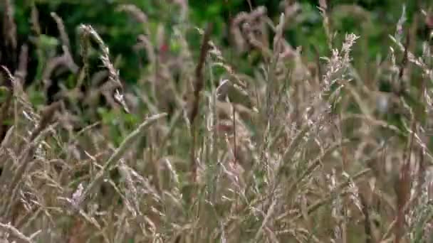 Green Grass Medow Sky Wind Blowing Sound Crickets — Vídeos de Stock