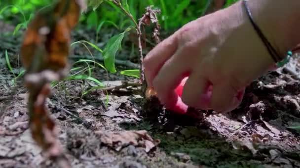 Cueillette Main Des Champignons Dans Forêt Été — Video