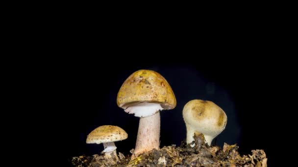 Three Mushrooms Opening Black Background Timelapse — Stock Video