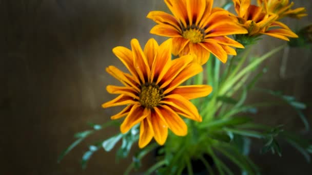 Gazania schließt am Abend — Stockvideo