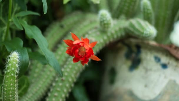 Cactus flower open up their blossoms — Stock Video